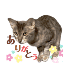 さくにゃん其の参（個別スタンプ：14）