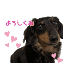 ダックスのぽんたさん②（個別スタンプ：14）