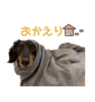 ダックスのぽんたさん②（個別スタンプ：15）
