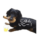 ダックスのぽんたさん②（個別スタンプ：16）
