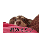 もものスタンプ(●︎´▽︎`●︎)（個別スタンプ：15）