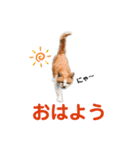 港のミーコ（個別スタンプ：1）