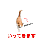 港のミーコ（個別スタンプ：2）