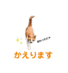 港のミーコ（個別スタンプ：3）