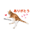 港のミーコ（個別スタンプ：5）