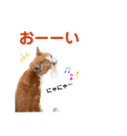 港のミーコ（個別スタンプ：10）
