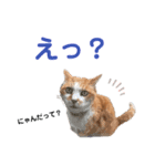 港のミーコ（個別スタンプ：13）