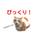 港のミーコ（個別スタンプ：14）