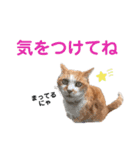 港のミーコ（個別スタンプ：15）
