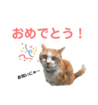 港のミーコ（個別スタンプ：16）
