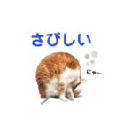 港のミーコ（個別スタンプ：17）