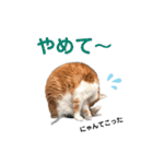 港のミーコ（個別スタンプ：18）