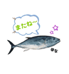 港のミーコ（個別スタンプ：24）