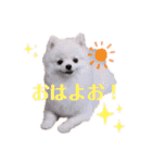 こむぎちゃんのきゃわたんスタンプ（個別スタンプ：1）