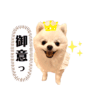 こむぎちゃんのきゃわたんスタンプ（個別スタンプ：3）
