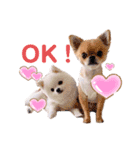 こむぎちゃんのきゃわたんスタンプ（個別スタンプ：4）