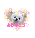 こむぎちゃんのきゃわたんスタンプ（個別スタンプ：7）