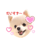 こむぎちゃんのきゃわたんスタンプ（個別スタンプ：8）