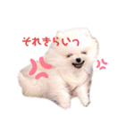 こむぎちゃんのきゃわたんスタンプ（個別スタンプ：9）