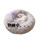 こむぎちゃんのきゃわたんスタンプ（個別スタンプ：13）