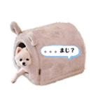 こむぎちゃんのきゃわたんスタンプ（個別スタンプ：16）
