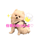 こむぎちゃんのきゃわたんスタンプ（個別スタンプ：18）