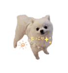こむぎちゃんのきゃわたんスタンプ（個別スタンプ：20）