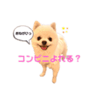 こむぎちゃんのきゃわたんスタンプ（個別スタンプ：23）