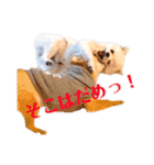 こむぎちゃんのきゃわたんスタンプ（個別スタンプ：24）