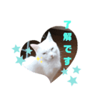 TENKOにゃんずฅ4（個別スタンプ：1）