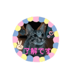 TENKOにゃんずฅ4（個別スタンプ：2）