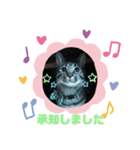 TENKOにゃんずฅ4（個別スタンプ：3）