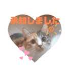 TENKOにゃんずฅ4（個別スタンプ：4）