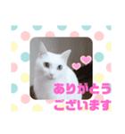 TENKOにゃんずฅ4（個別スタンプ：5）