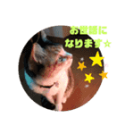 TENKOにゃんずฅ4（個別スタンプ：6）