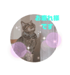 TENKOにゃんずฅ4（個別スタンプ：7）