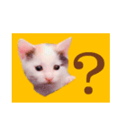 三毛猫のさくら（個別スタンプ：2）