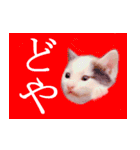 三毛猫のさくら（個別スタンプ：3）