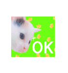 三毛猫のさくら（個別スタンプ：4）