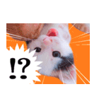 三毛猫のさくら（個別スタンプ：5）
