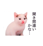 三毛猫のさくら（個別スタンプ：6）