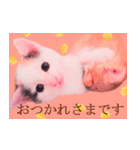三毛猫のさくら（個別スタンプ：7）