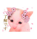 三毛猫のさくら（個別スタンプ：8）