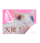 三毛猫のさくら（個別スタンプ：9）