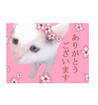 三毛猫のさくら（個別スタンプ：10）