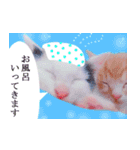 三毛猫のさくら（個別スタンプ：12）