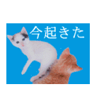 三毛猫のさくら（個別スタンプ：13）