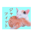 三毛猫のさくら（個別スタンプ：14）