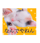 三毛猫のさくら（個別スタンプ：15）