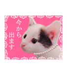 三毛猫のさくら（個別スタンプ：16）